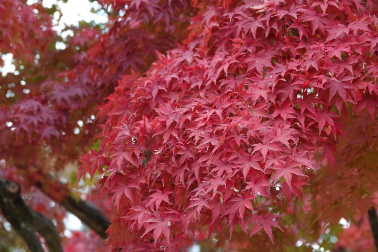 Leaves changing color