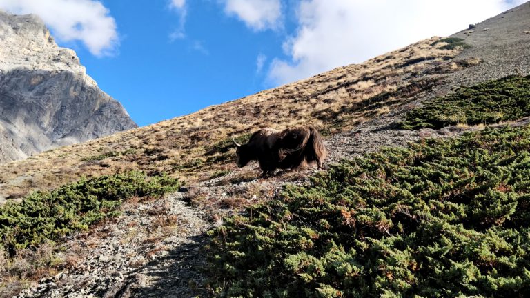 A himalayan yak