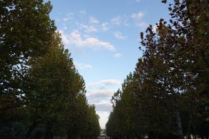 Straight tree-lined avenue

