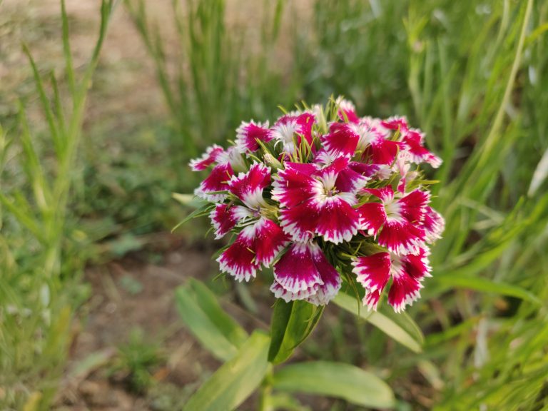 A beautiful red and white colored flower.