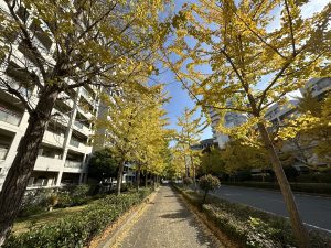Gingko tree-lined avenue, Kobe, Japan
