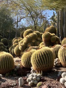 Cactus, Huntington Gardens, LA
