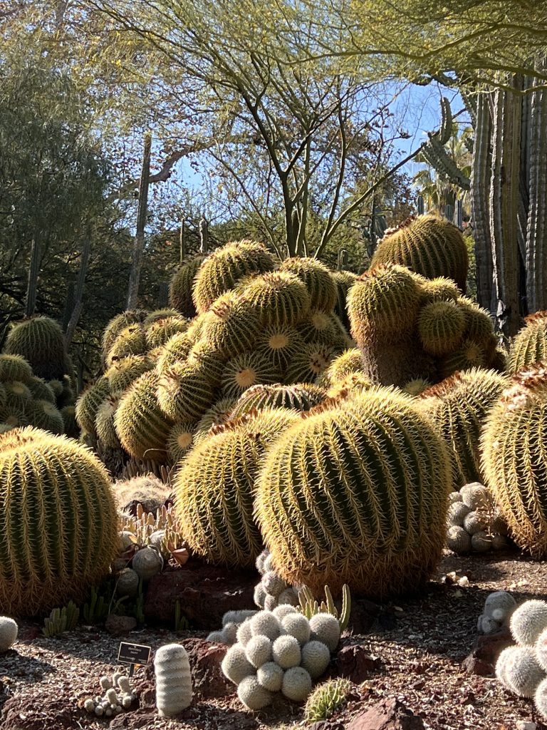 Cactus, Huntington Gardens, LA