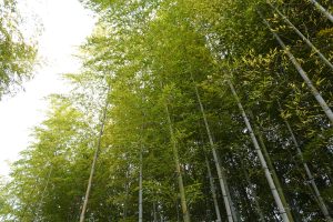 Bamboo grove
