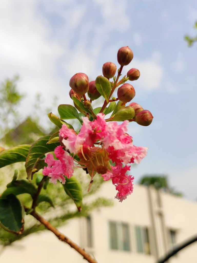 Flower – Crepe Myrtle