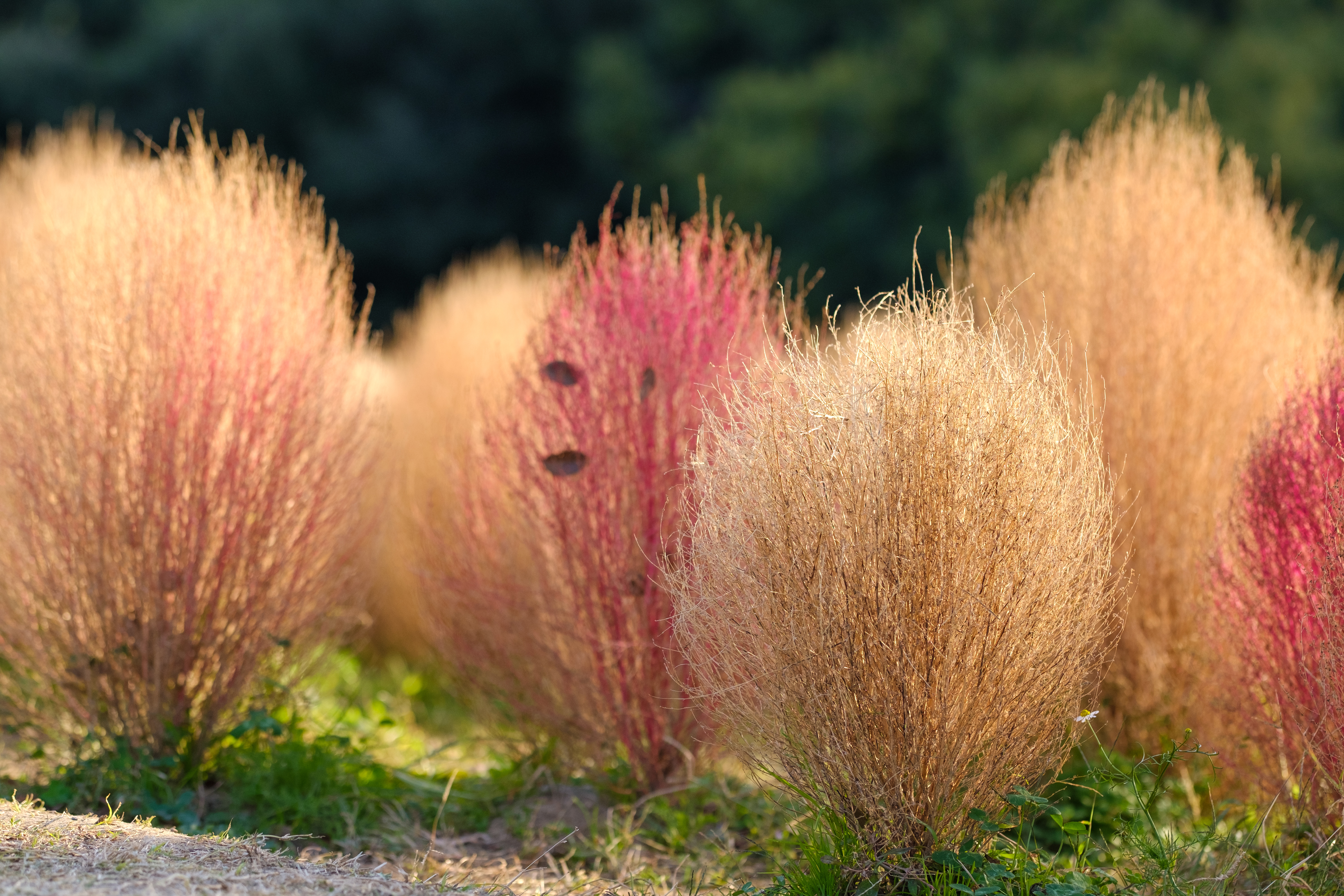 Kochia, Autumn, Fluffy