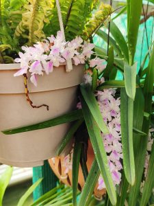 Flower - Aerides Falcata