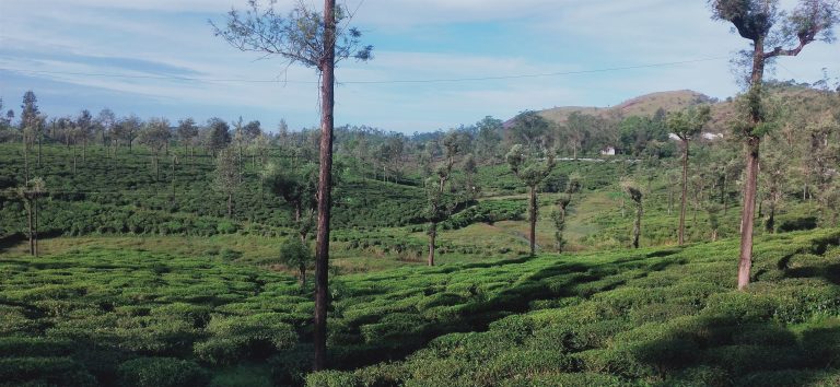 Pleasant morning in Valparai, India when sunrises.