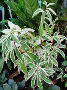 Plant - Costus Speciosus Variegated