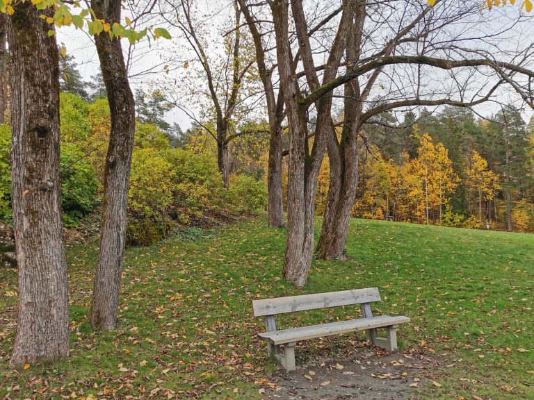 Wood bench under trees.