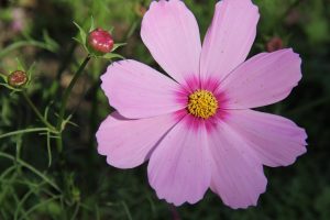 Pink Cosmos
