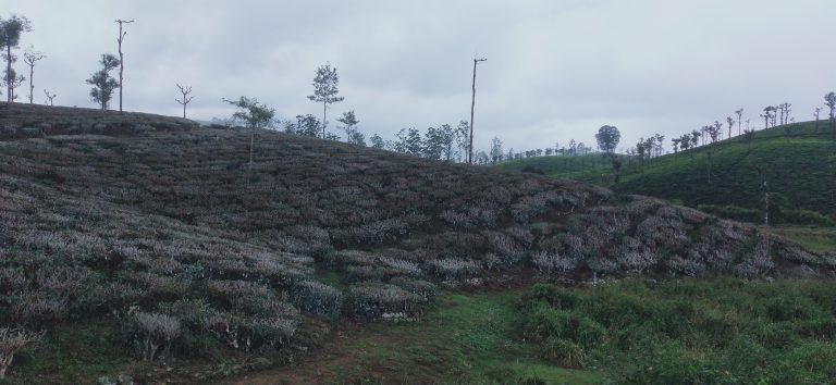 The beautiful flowers which accompany the tea planted is a gift to the eyes.