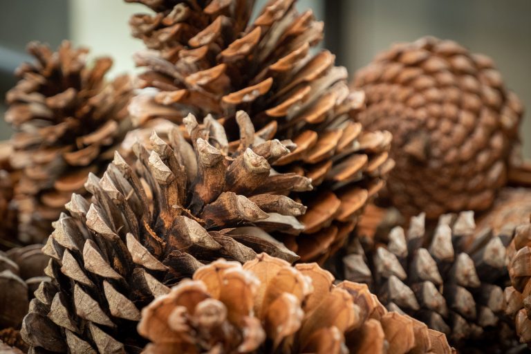 Pine cones