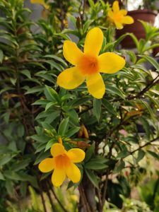 Fleur - Allamanda polyantha