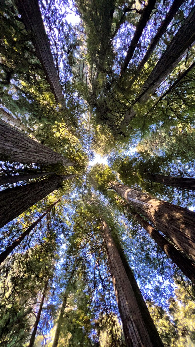 California Coastal Redwoods