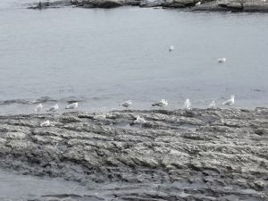 Birds sitting on a rock