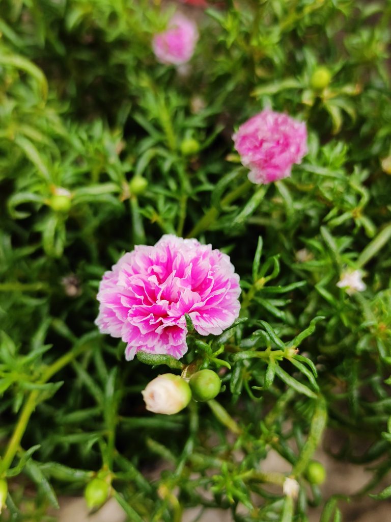 Flower – Moss-Rose Purslane