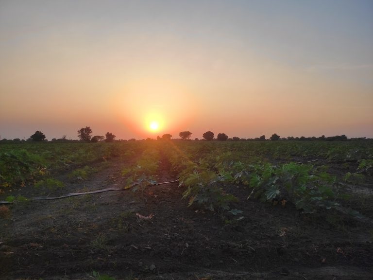 farm with sun down view