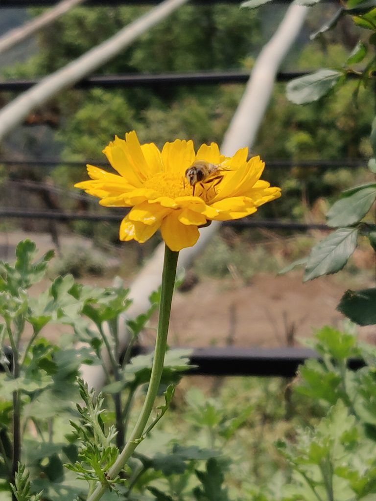 A bee on a yellow flower.