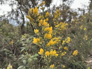 Photograph of the flower of the Ulex Europaeus. In Galicia (Spain) the Ulex Europaeus (we call it 'Toxo') is a shrub full of beauty and tradition for us. Its flower (we call it 'Chorima') colours the mountains yellow in autumn and winter.