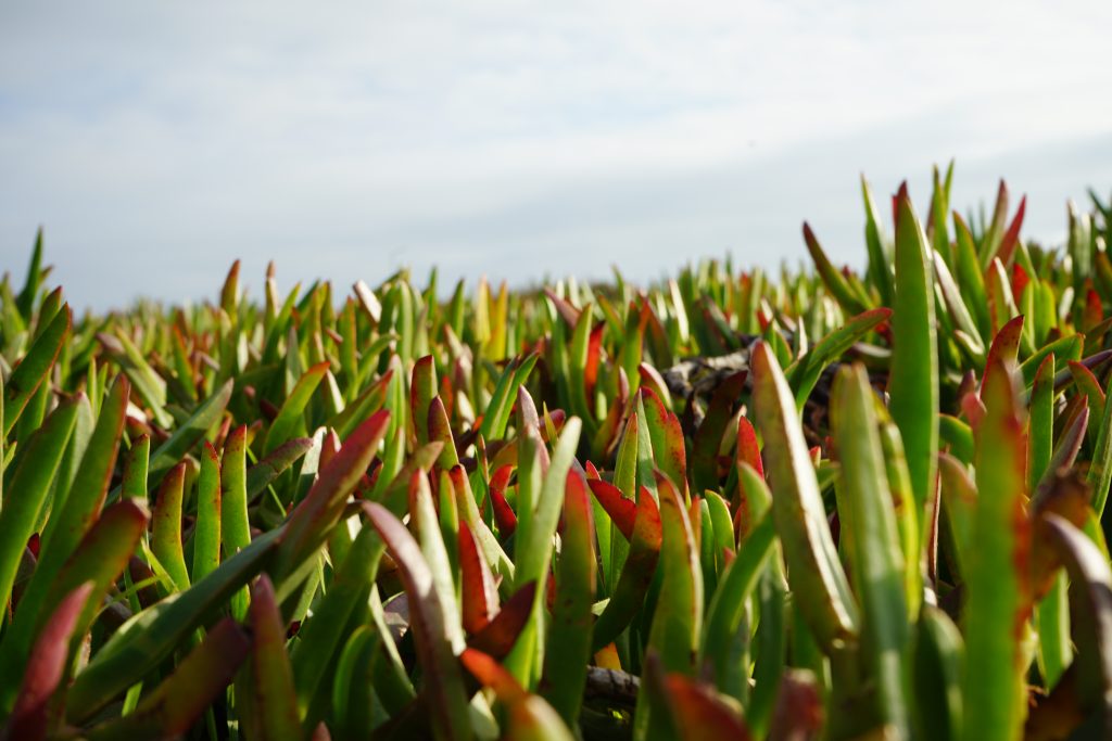 Landscape of green succuluents up close.