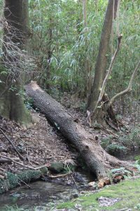Fallen tree
