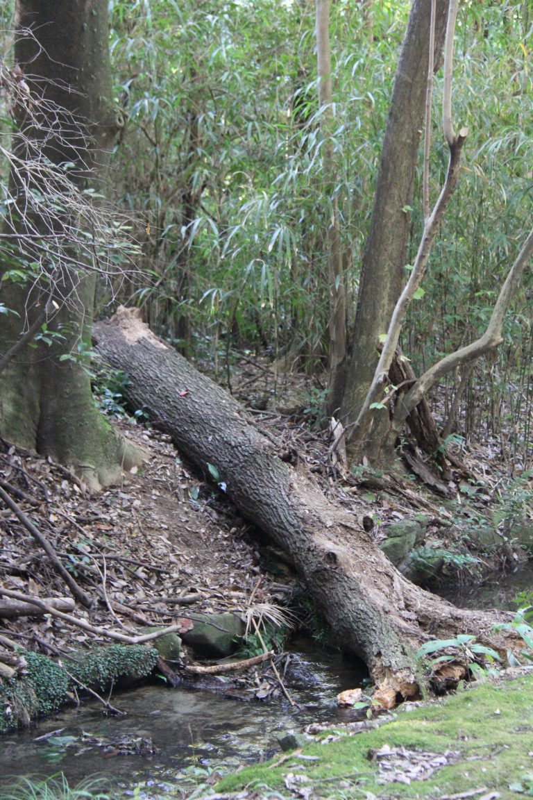 Fallen tree