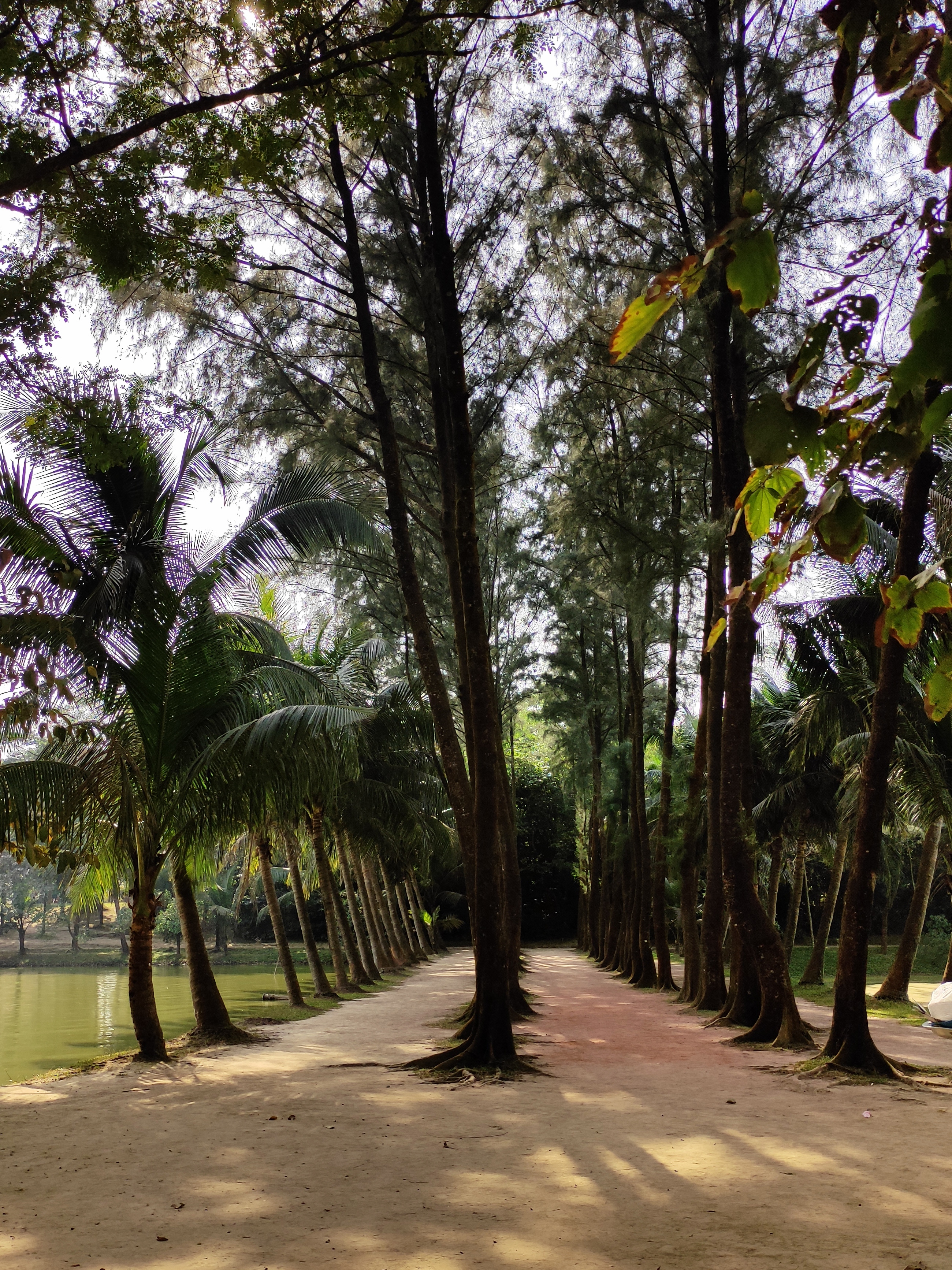 Colonnade of trees