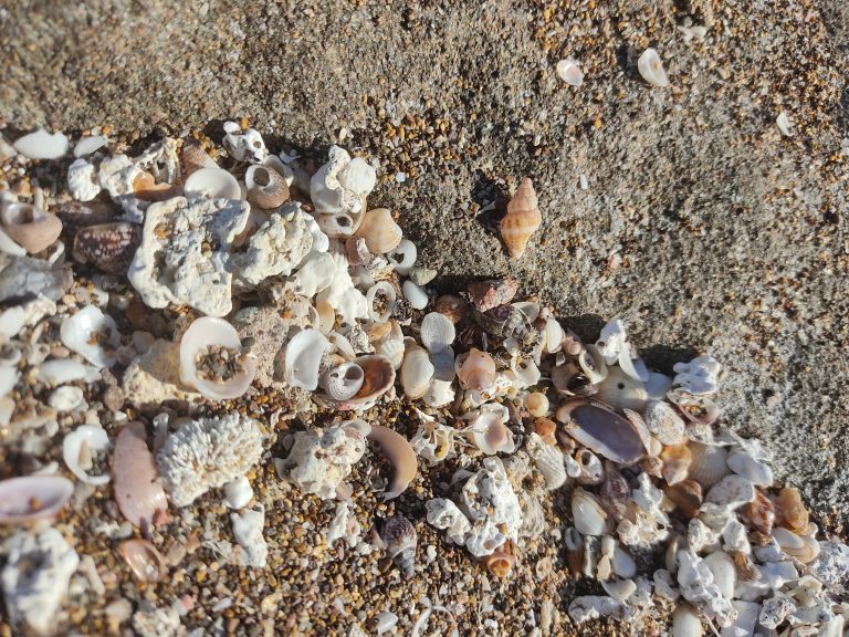 shells, sea, Sardegna, Sardinia, Italia, Italy