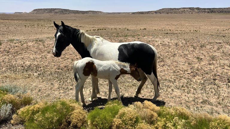 Wild Horses In Colorado