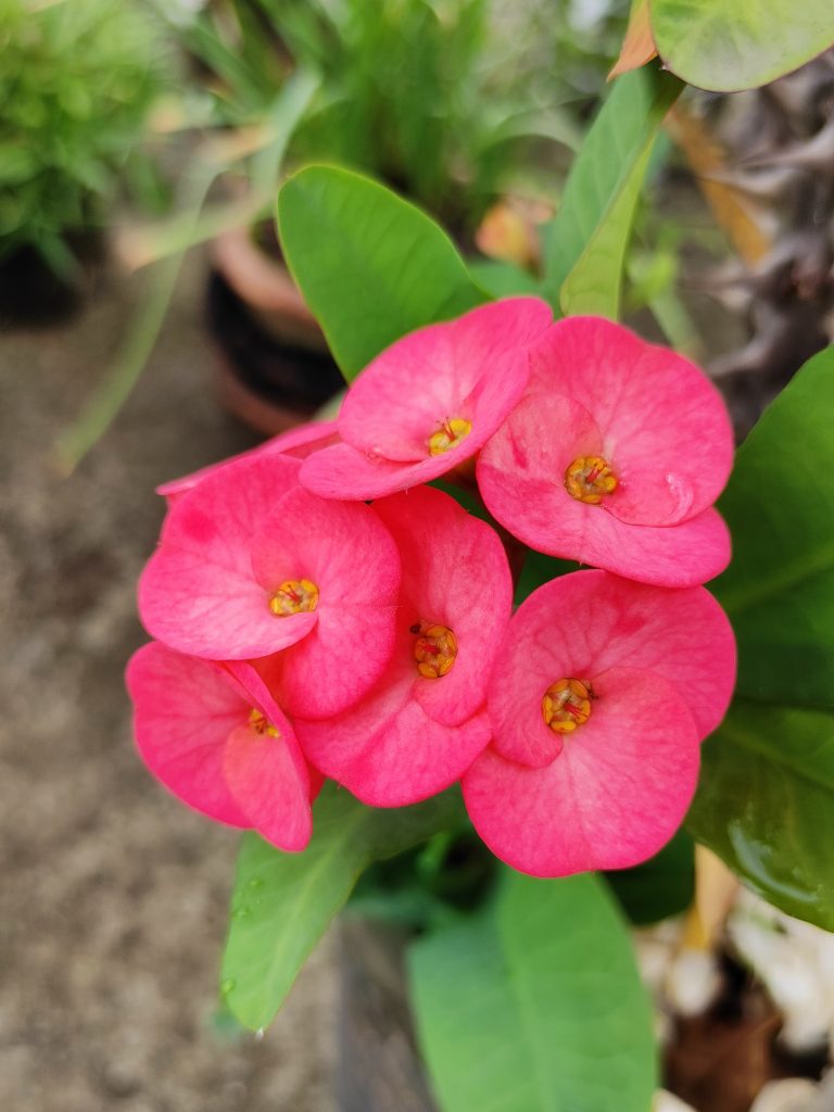 Flower – Crown of Thorns