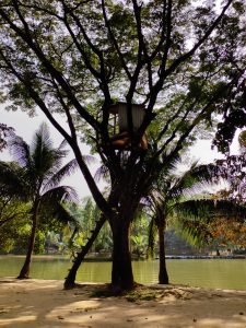 Tree with small tree house