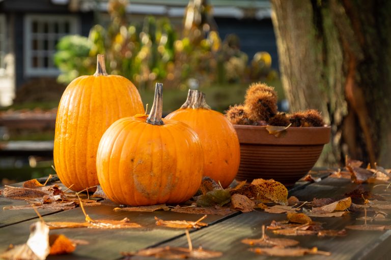 Pumpkins and chestnuts on a table