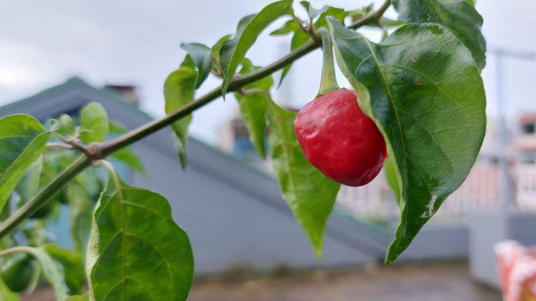 Red chilli plant