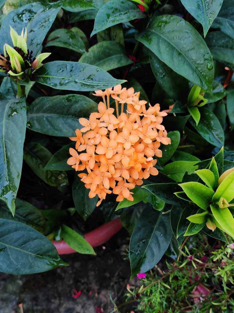 Flower – Chinese Ixora