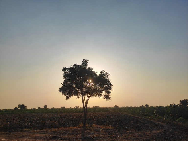 Tree middle sun down view