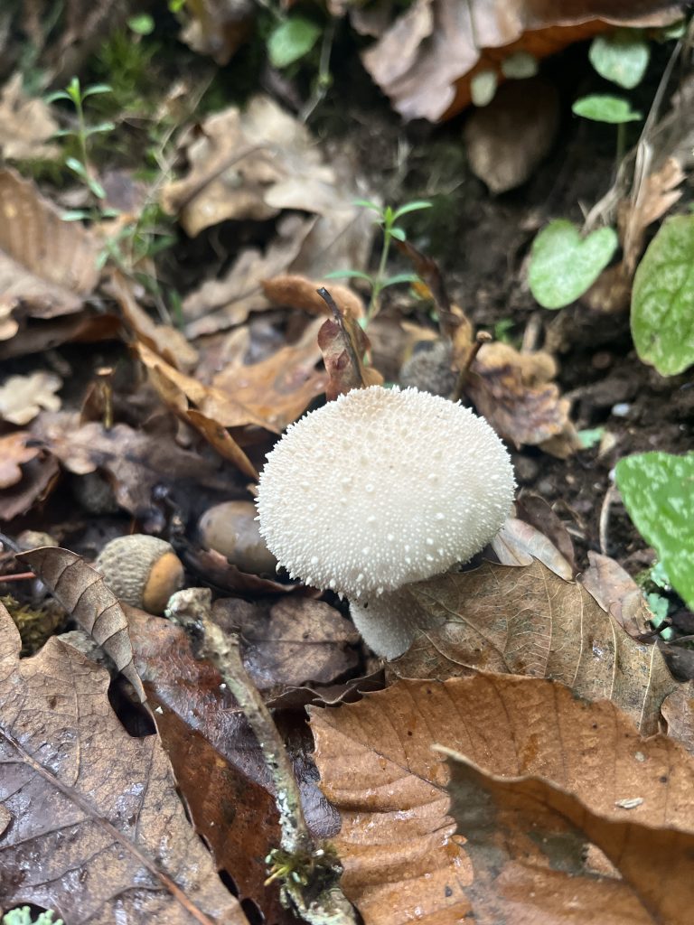 Photograph of the fungus Lycoperdon perlatum. It is a type of fungus full of white spores that are released into the air. It is usually seen in autumn. It has medicinal properties. In Galicia (Spain) we call it ‘Peido de Lobo’ (Wolf Farts).