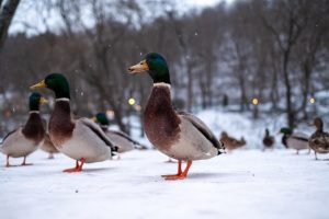 Wild ducks on snow