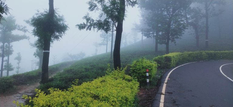 The bordered leaves for the tea plantation gives more beauty to the road as well as tea planted.