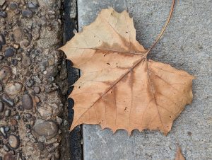 Leaf, dry, on concrete
