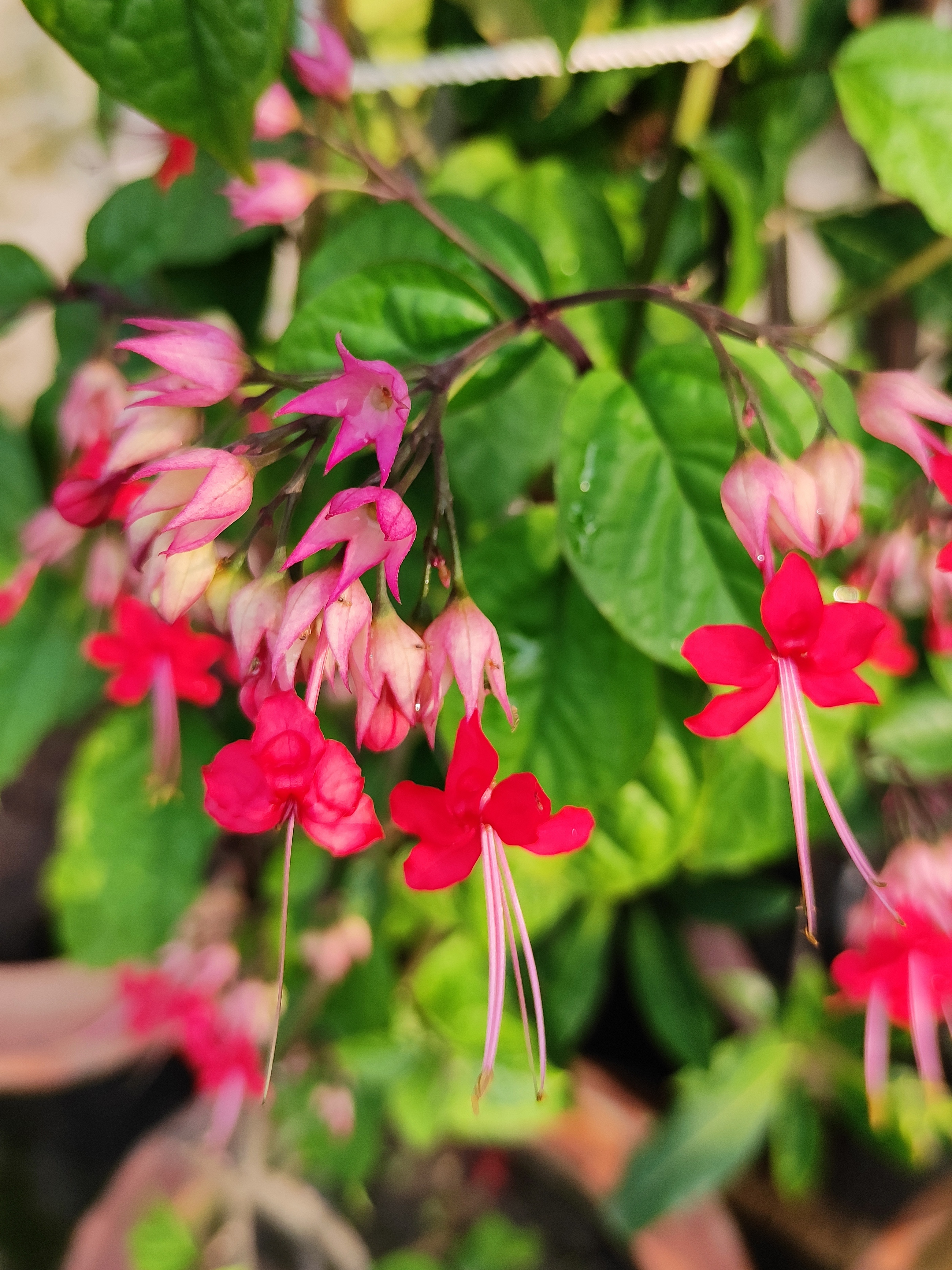 Flower - Red Tropical Bleeding Heart