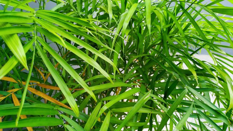 Bamboo Palm Leaves