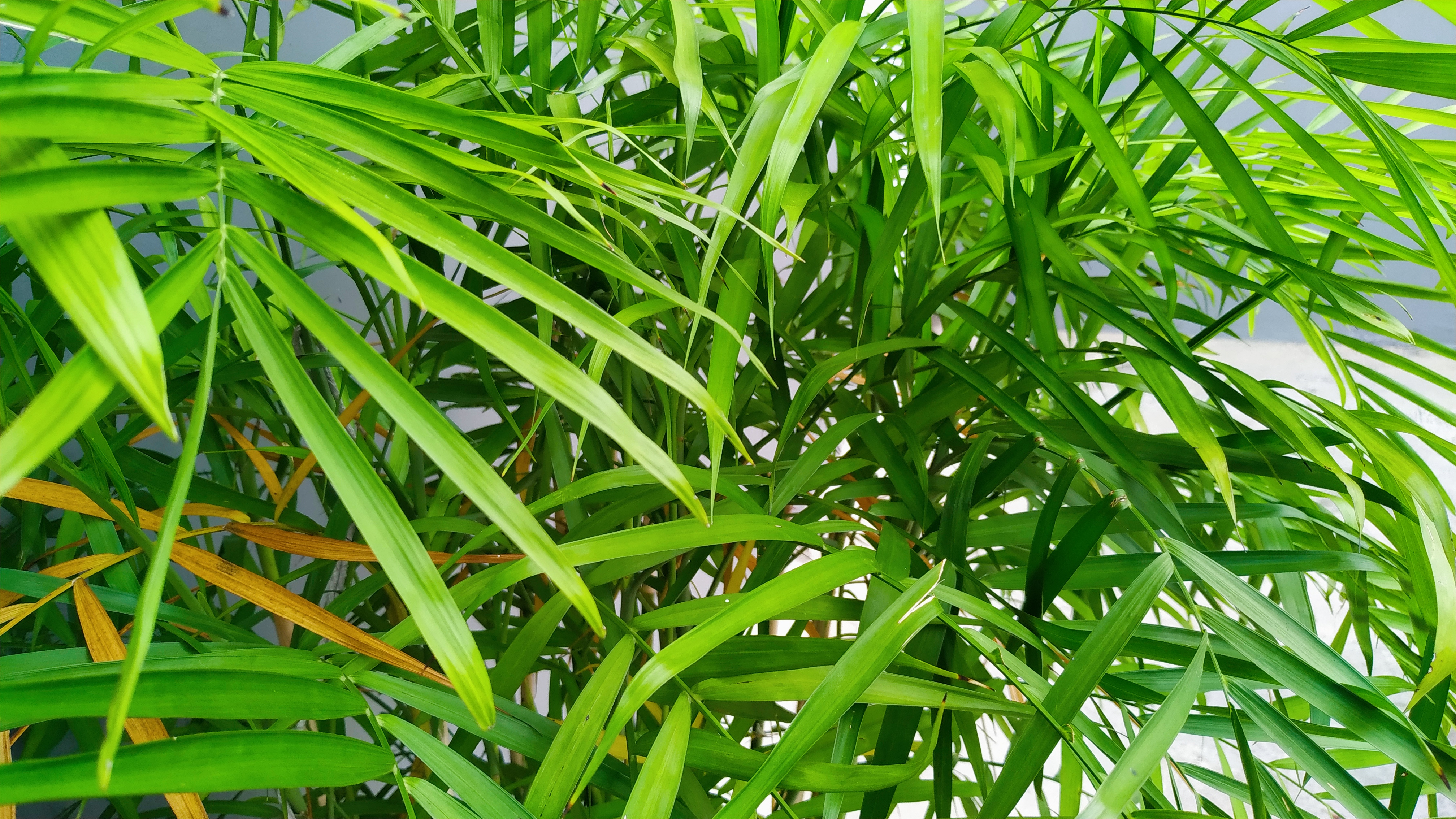 Bamboo Palm Leaves