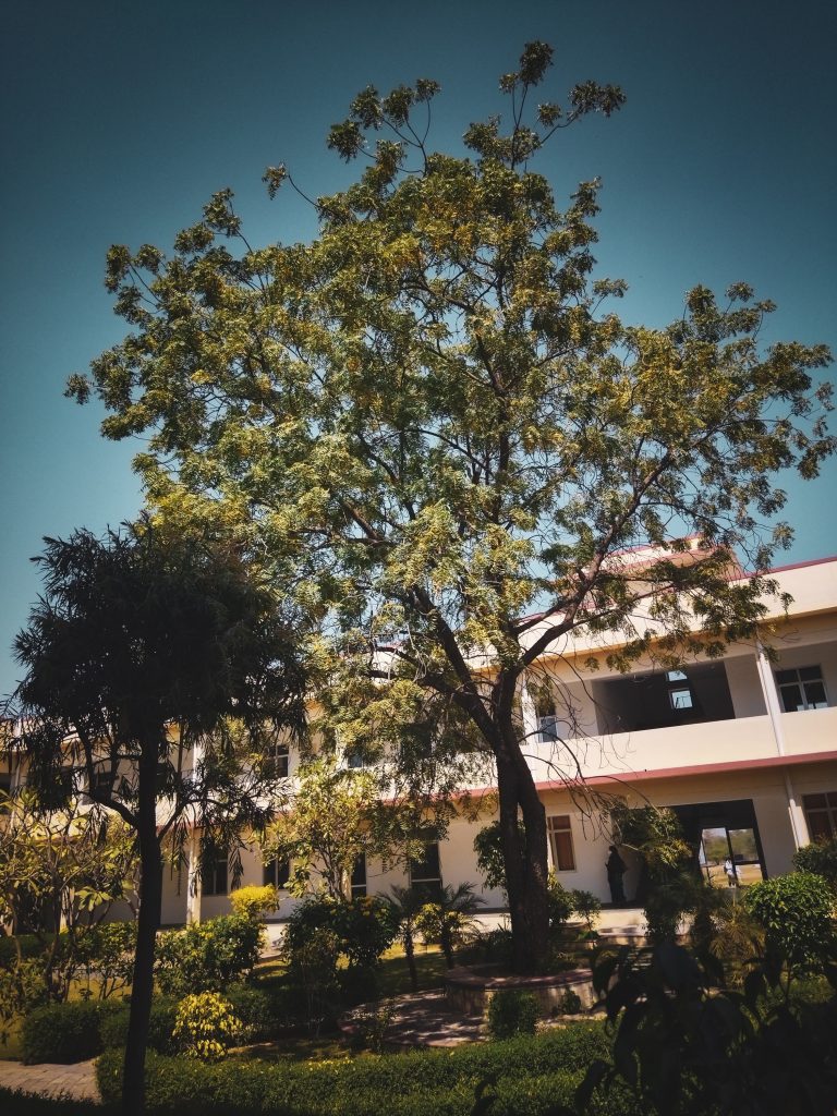A large, leafy tree stands prominently in the foreground, surrounded by various smaller shrubs and plants. In the background, a white building with large windows and a red roof is partially visible.