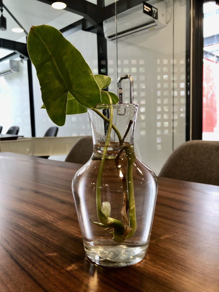 No-soil plant on the table