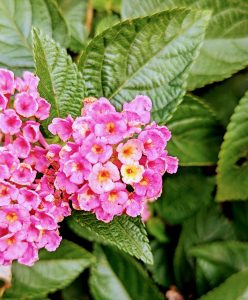 Pink and yellow flowers