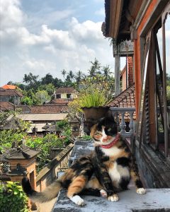 A cat in Ubud
