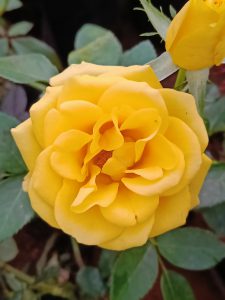 Yellow flower closeup
