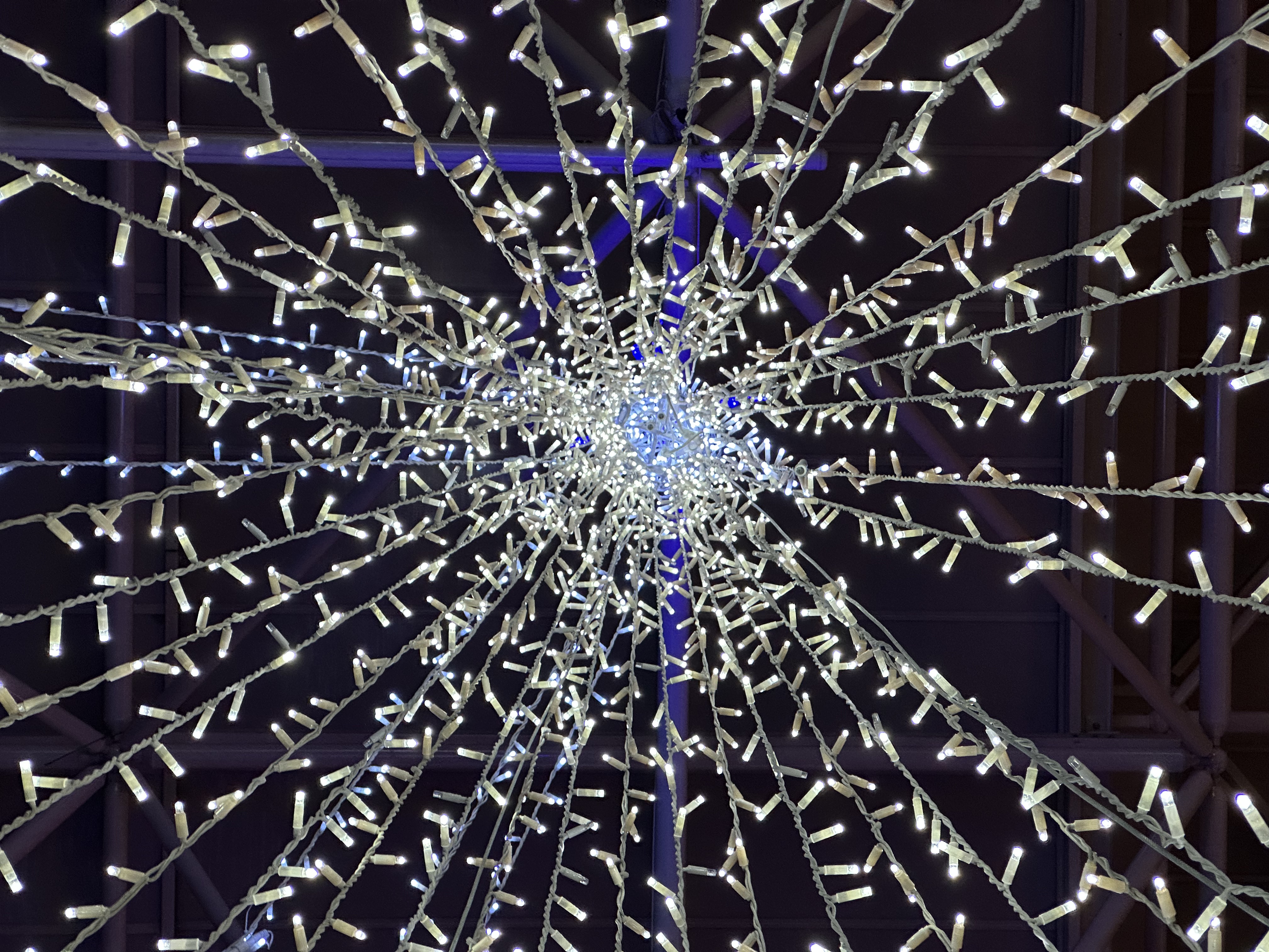 Christmas web's spider