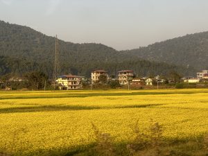 Even the nature tells us when the hard time is over. Yellow Mustard field that gave me sign of my good time and optimism. Hope same does for everyone. Pic taken at Nawalparasi, Nepal.
